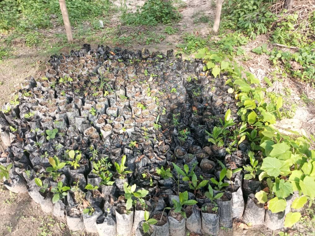 Pépinière de plants, appui à une activité de production végétale