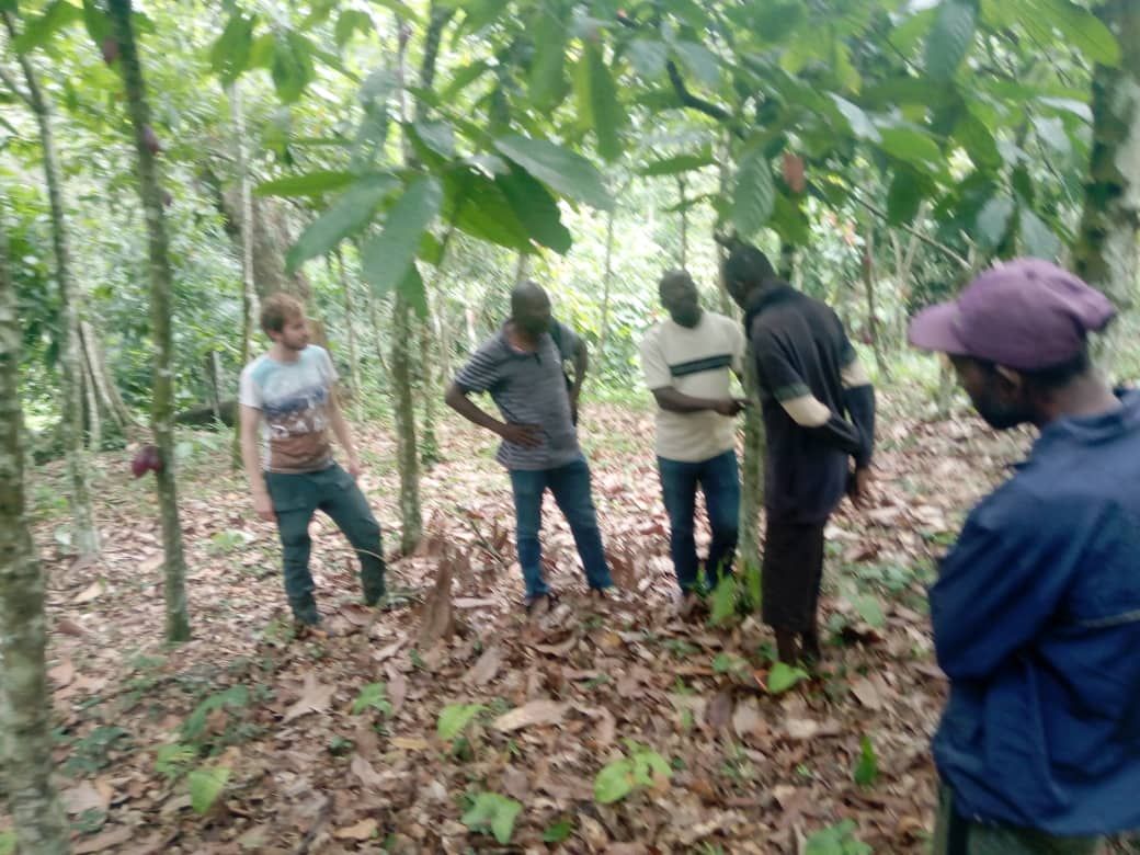 Observation technique en plantation avec les producteurs